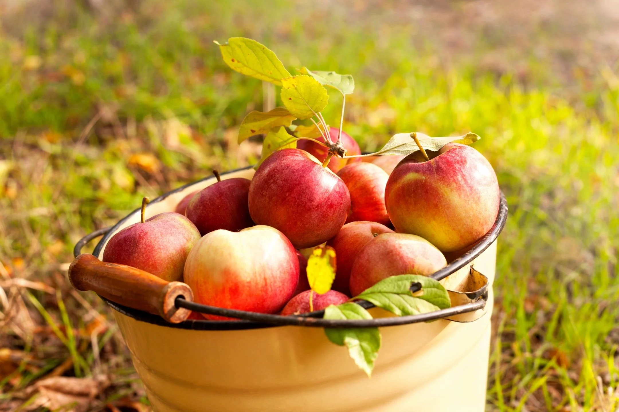 Bucket filled with fresh-picked apples
